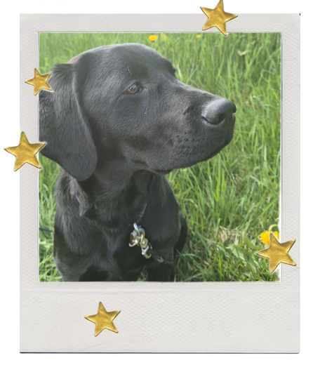 a picture of my black labrador: Anya
